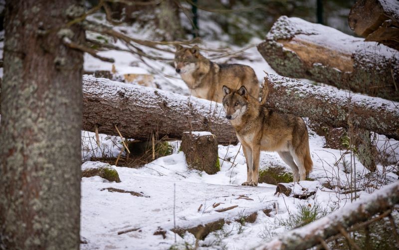 Волки в зимнем лесу