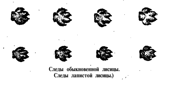 Следы лисицы